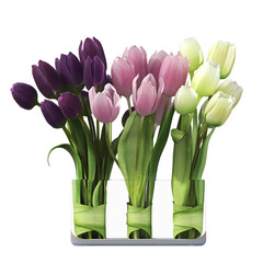 decorative flowers and plants for the interior, isolated on transparent background, 3D illustration, cg render