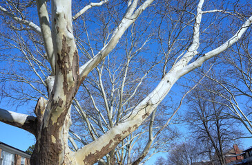 The bark of these plane trees peels off in irregularly shaped patches leaving a smooth layer underneath