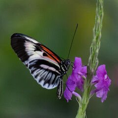Butterfly Sipping Nectar