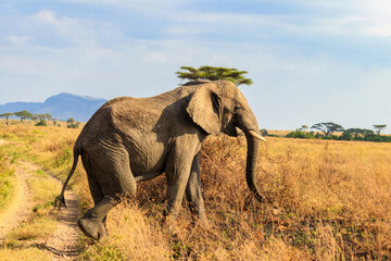 African elephant crossing a road in savanna in Serengeti National park in Tanzania
