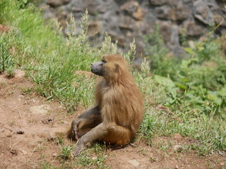 Fototapeta premium Mamíferos
