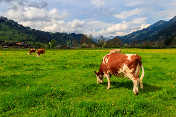 Fototapeta na wymiar Herd of cows grazing on a green alpine meadow in the Swiss Alps, Switzerland