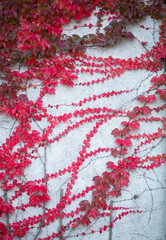 abstract red leaves on wall climping up