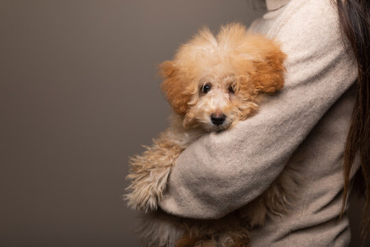 Toy poodle puppy in female arms