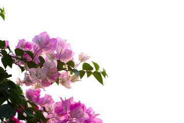 Beautiful bougainvillea flowers with green leaves;
