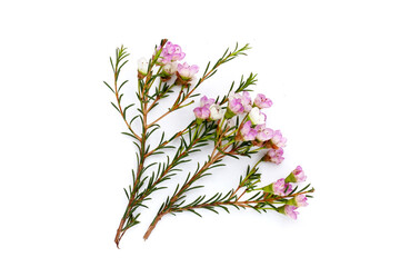 Fototapeta na wymiar Pink white waxflower on white background.