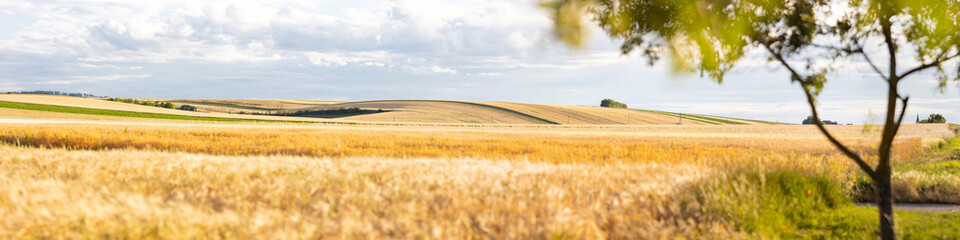 Fototapeta premium panorama corn field ready to harvest