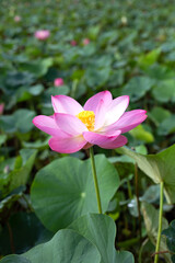 Beautiful blooming pink lotus flower with green leaves