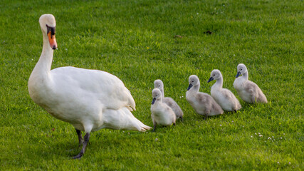 Parent swan with cygnets.