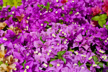 Beautiful bougainvillea flowers with green leaves