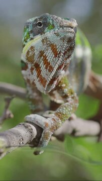 Vertical video, Ggreen chameleon walks along branch, looks around and licks its lips, on sunny day on the green trees background. Panther chameleon (Furcifer pardalis). Front side