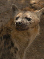 Spotted hyena.(Crocuta crocuta).Europe.Ukraine.Kharkov.zoo.
