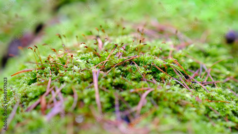 Wall mural bright forest green moss macro.