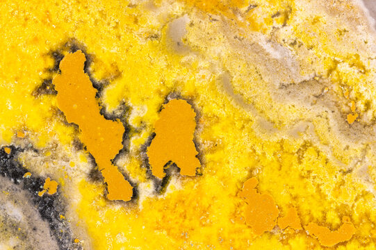 Macro Detail Of A Bumblebee Jasper 