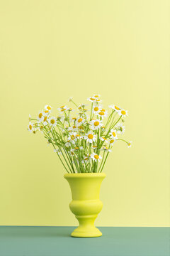 Green monochromatic daisy still life