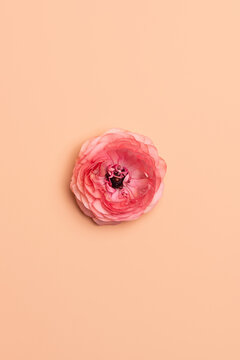 Fuchsia ranunculus on coral background