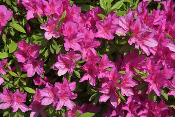 ツツジの花　花模様