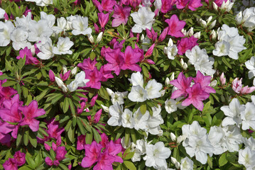 ツツジの花　花模様