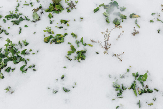 Snowy spinach on the farm.
