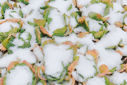 Napa cabbage leaves withered in the cold.