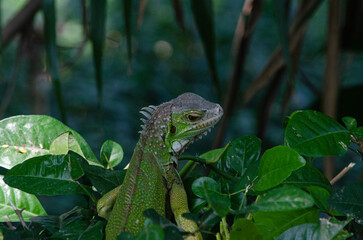 Obraz premium Iguana, reptile