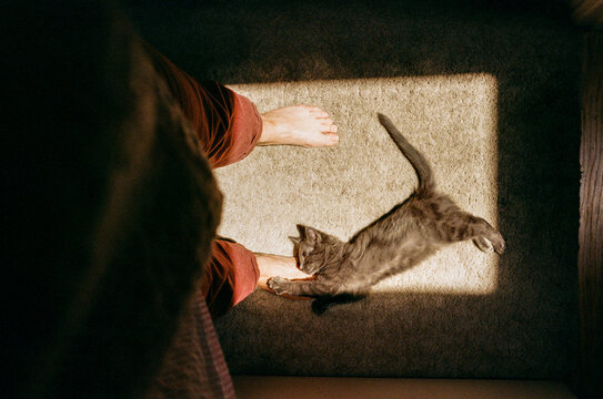Kitten in a Patch of Light