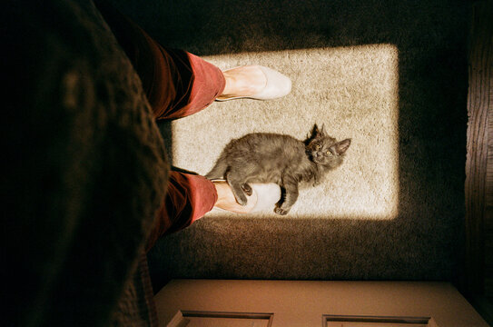 Kitten in a Patch of Light