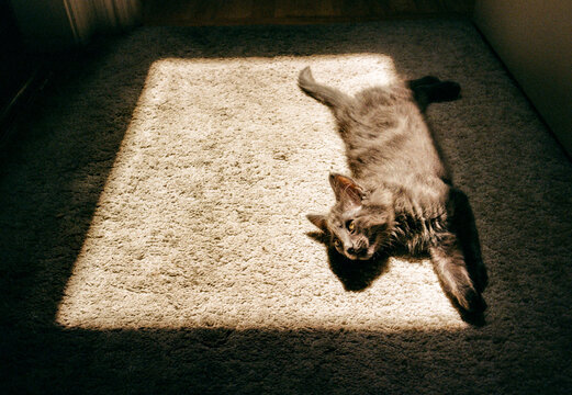 Kitten in a Patch of Light