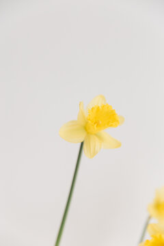 yellow flower