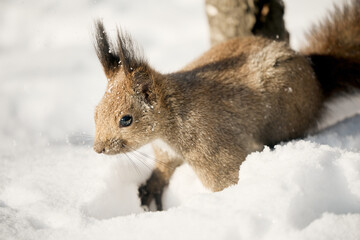 Fototapeta premium 冬のエゾリス