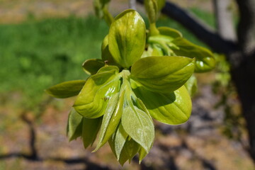 Obraz premium 青葉が芽吹いた柿の木