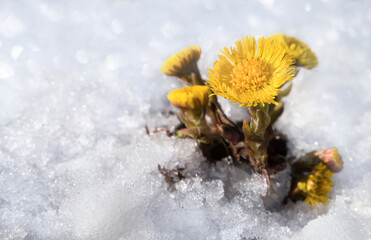Tussilago farfara flowers under melting snow