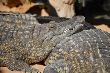 Obraz premium close up face of sleeping crocodile on land