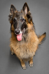happy tervueren belgian shepherd dog sitting on a grey background in the studio