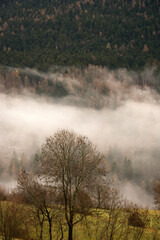 Obraz na płótnie Canvas nuvola bassa su collina alberata