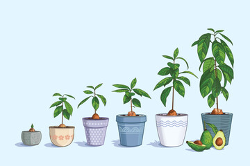 Growth stages of an avocado tree. Plant the bone in a pot of soil. A mature tree bears ripe fruits. Vector illustration. Avocado sliced and whole. Collection of home gardening. farm to grow