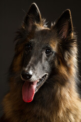 happy tervueren belgian shepherd dog headshot portrait on a black background in the studio
