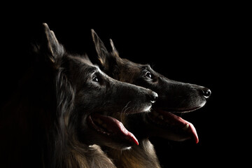 two happy tervueren belgian shepherd dogs profile head portrait on a black background in the studio