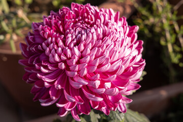 One red dahlia flower on the blurred green background in a park in summer