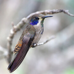 Brown Violetear (Colibri delphinae) perched on a branch over a brown background