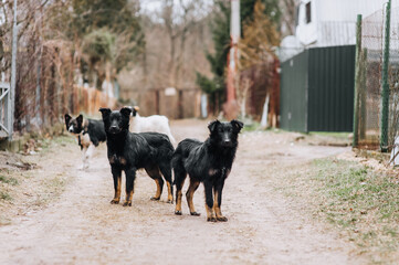 A flock of hungry, shy, curious dogs stand outdoors in nature. Animal photography.