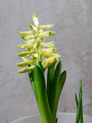 Floraison de la Jacinthe