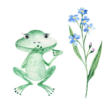 Baby frog, forget me not flower isolated on white background. Watercolor hand drawn illustration.