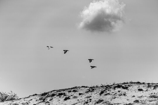 birds flying