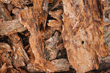 Background, texture of pieces of peeled brown pine, coniferous dry bark. Photo close-up, top view, concept.
