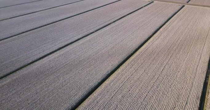 Large wide harvested local vegetable field plots with black paths under bright sunlight on sunny autumn day aerial view