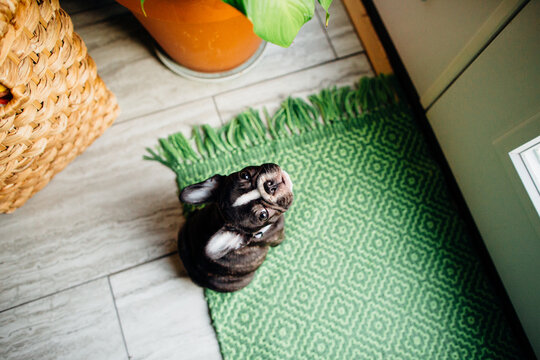 Frenchie Puppy at the door