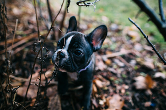 French Bulldog Puppy Exploring Outdoors