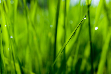 Fototapeta premium Dew drop on green grass nature background