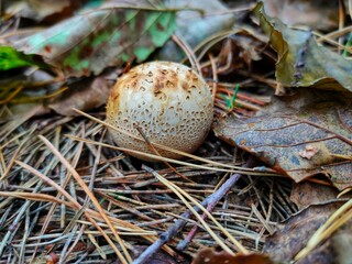 A poisonous mushroom in the autumn forest.